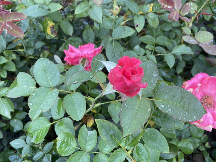 粉色丰花月季盛花期特写：多头簇生粉嫩花朵，花瓣层叠饱满，背景为翠绿革质叶片与少量新抽红褐色嫩枝