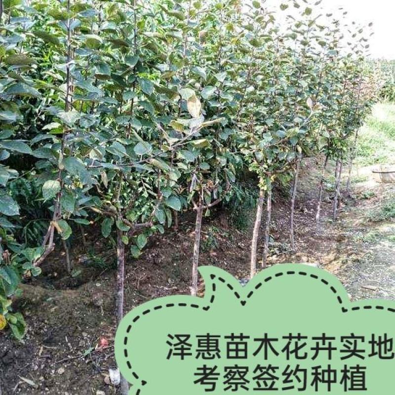 黑钻苹果树苗果实脆甜含糖量高保品种保质量签约种植