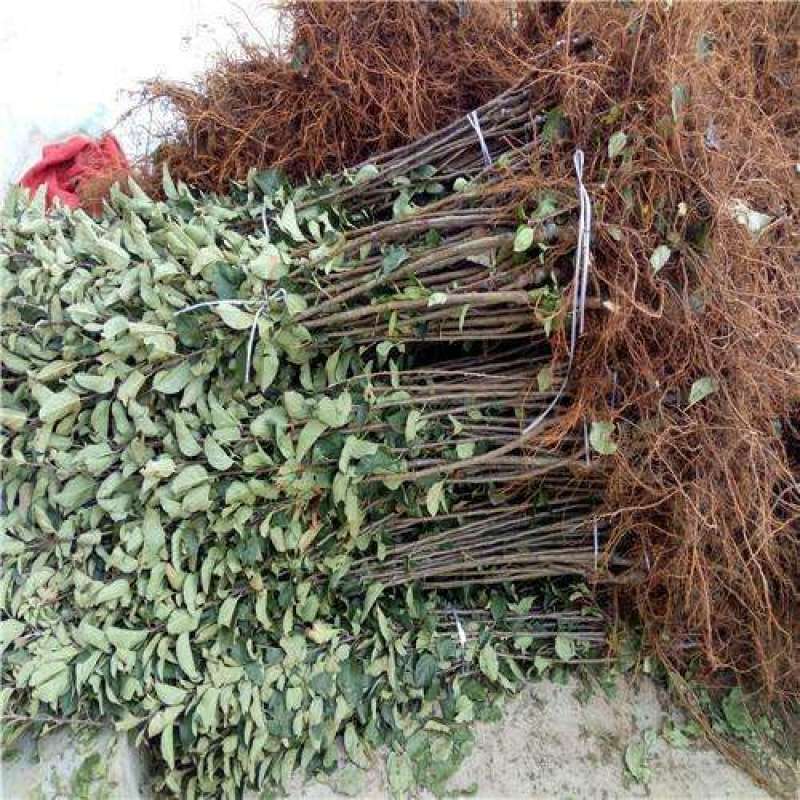黑钻苹果树苗果实脆甜含糖量高保品种保质量签约种植