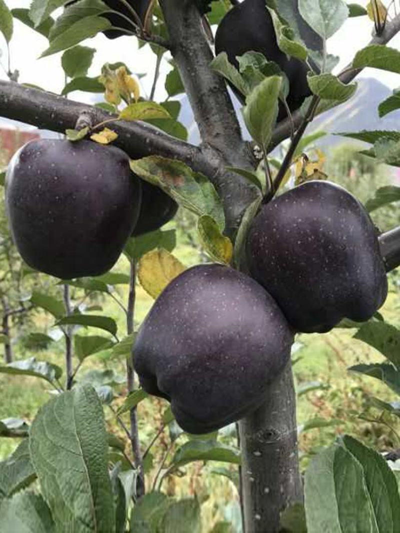 黑钻苹果树苗果实脆甜含糖量高保品种保质量签约种植