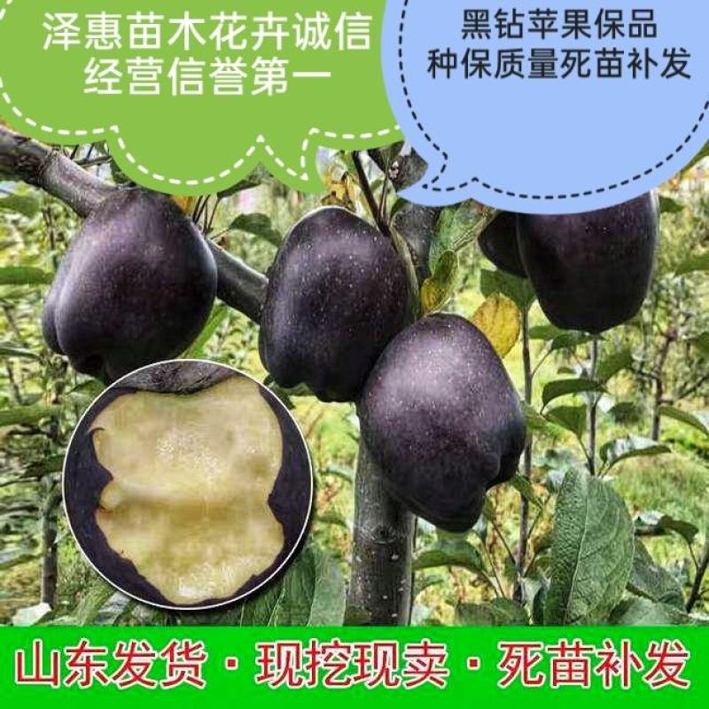 黑钻苹果树苗果实脆甜含糖量高保品种保质量签约种植