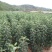 黑钻苹果树苗果实脆甜含糖量高保品种保质量签约种植
