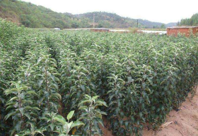 黑钻苹果树苗果实脆甜含糖量高保品种保质量签约种植