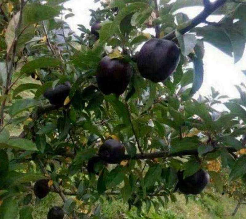 黑钻苹果树苗果实脆甜含糖量高保品种保质量签约种植