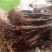 黑钻苹果树苗果实脆甜含糖量高保品种保质量签约种植