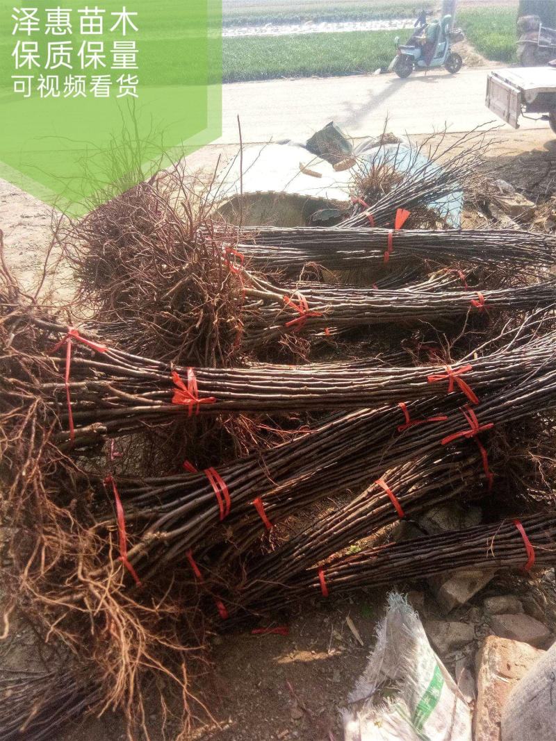 黑钻苹果树苗果实脆甜含糖量高保品种保质量签约种植