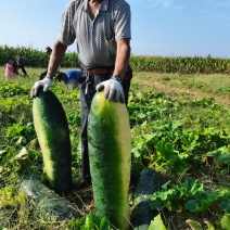 济宁冬瓜大量上市！代发全国市场，，货源充足，免费提供食宿