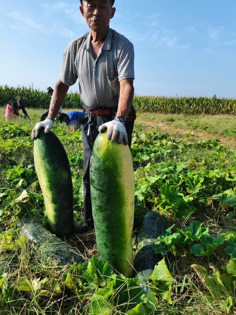 济宁冬瓜大量上市！代发全国市场，，货源充足，免费提供食宿