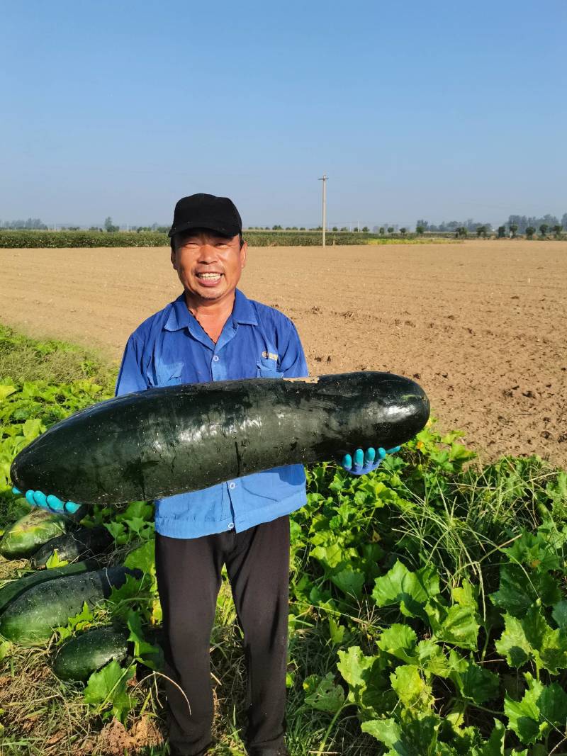 济宁冬瓜大量上市！代发全国市场，，货源充足，免费提供食宿
