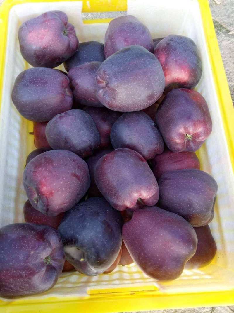 黑钻苹果树苗果实脆甜含糖量高保品种保质量签约种植