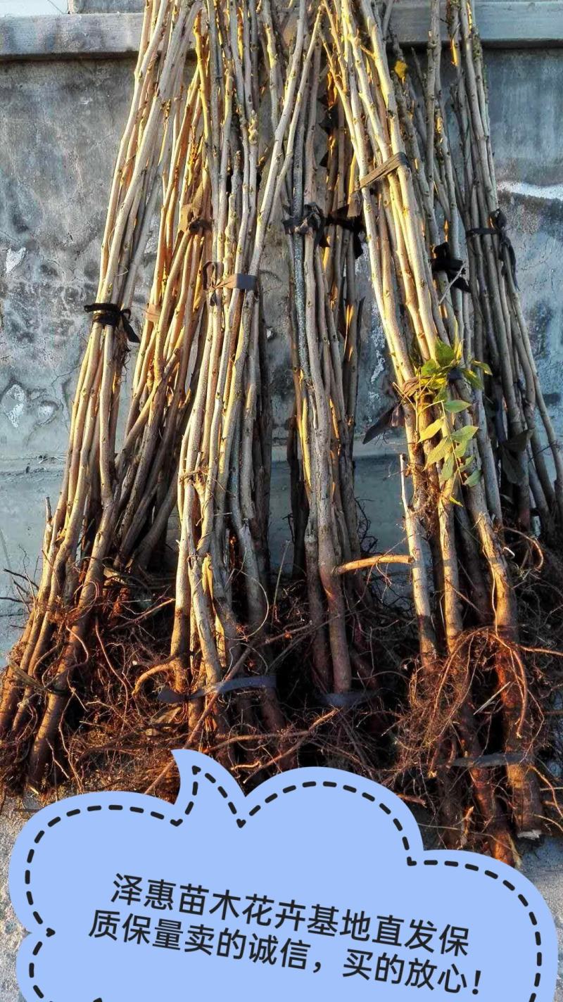 碧根果树苗果实香坐果率高假一赔十保质保量基地直发