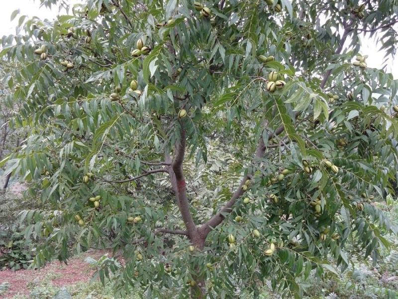 碧根果树苗果实香坐果率高假一赔十保质保量基地直发