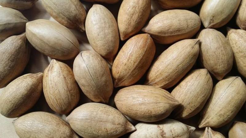 碧根果树苗果实香坐果率高假一赔十保质保量基地直发