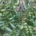 碧根果树苗果实香坐果率高假一赔十保质保量基地直发