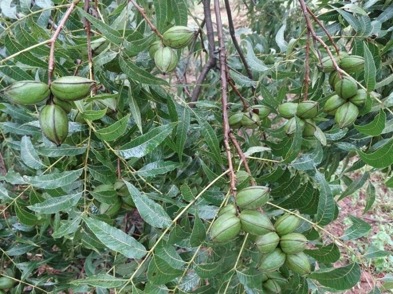 碧根果树苗果实香坐果率高假一赔十保质保量基地直发