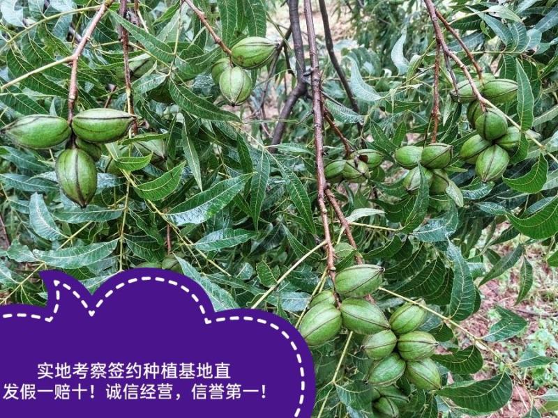 碧根果树苗果实香坐果率高假一赔十保质保量基地直发