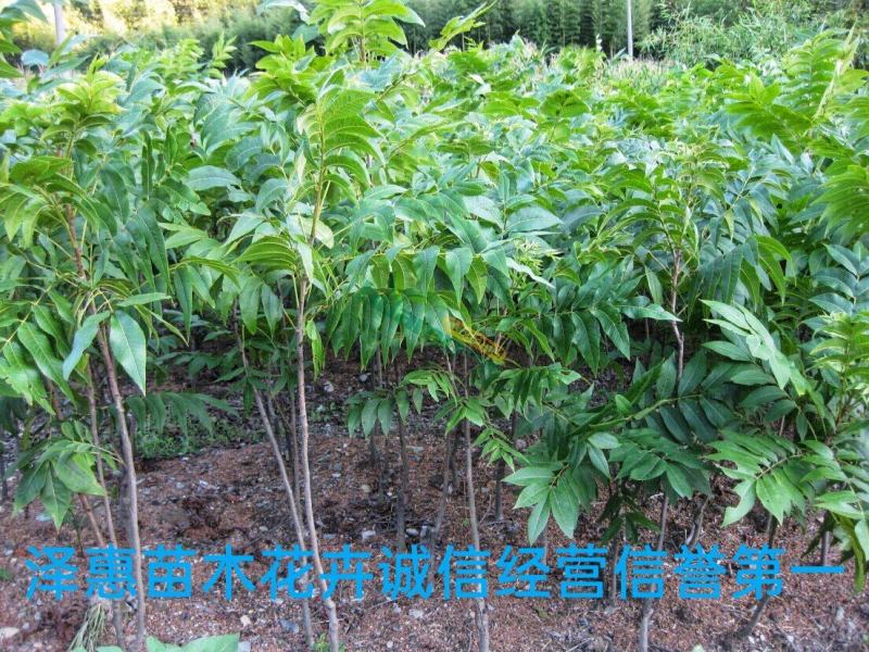 碧根果树苗果实香坐果率高假一赔十保质保量基地直发