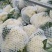 白面青梗松花菜散花2~3斤乳白，