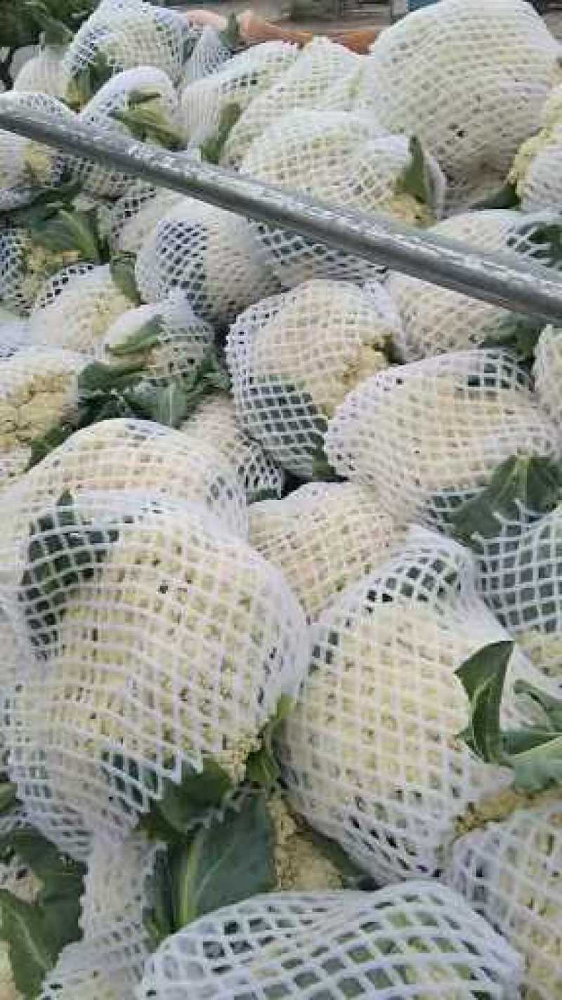 白面青梗松花菜散花2~3斤乳白，