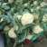 白面青梗松花菜散花2~3斤乳白，