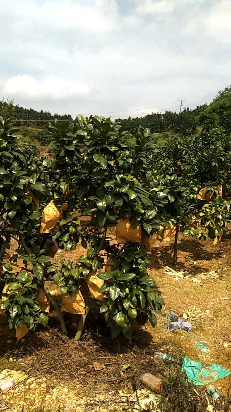 正宗马家柚原产地，产地直发，保质保量，欢迎前来选购