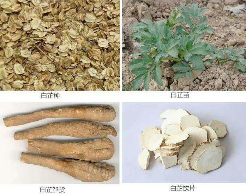 白芷种子：2年白芷种子包发芽率、基地直供量大从优