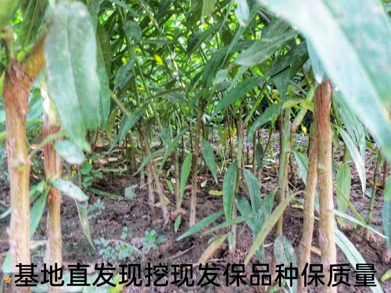 有机蜜桃保品种保质量果实甜度大口感好基地直发假一赔十