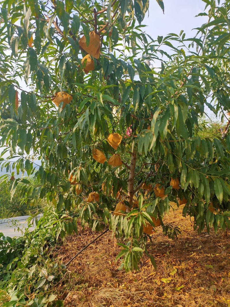 有机蜜桃保品种保质量果实甜度大口感好基地直发假一赔十