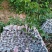 无核荔枝苗50~80cm
