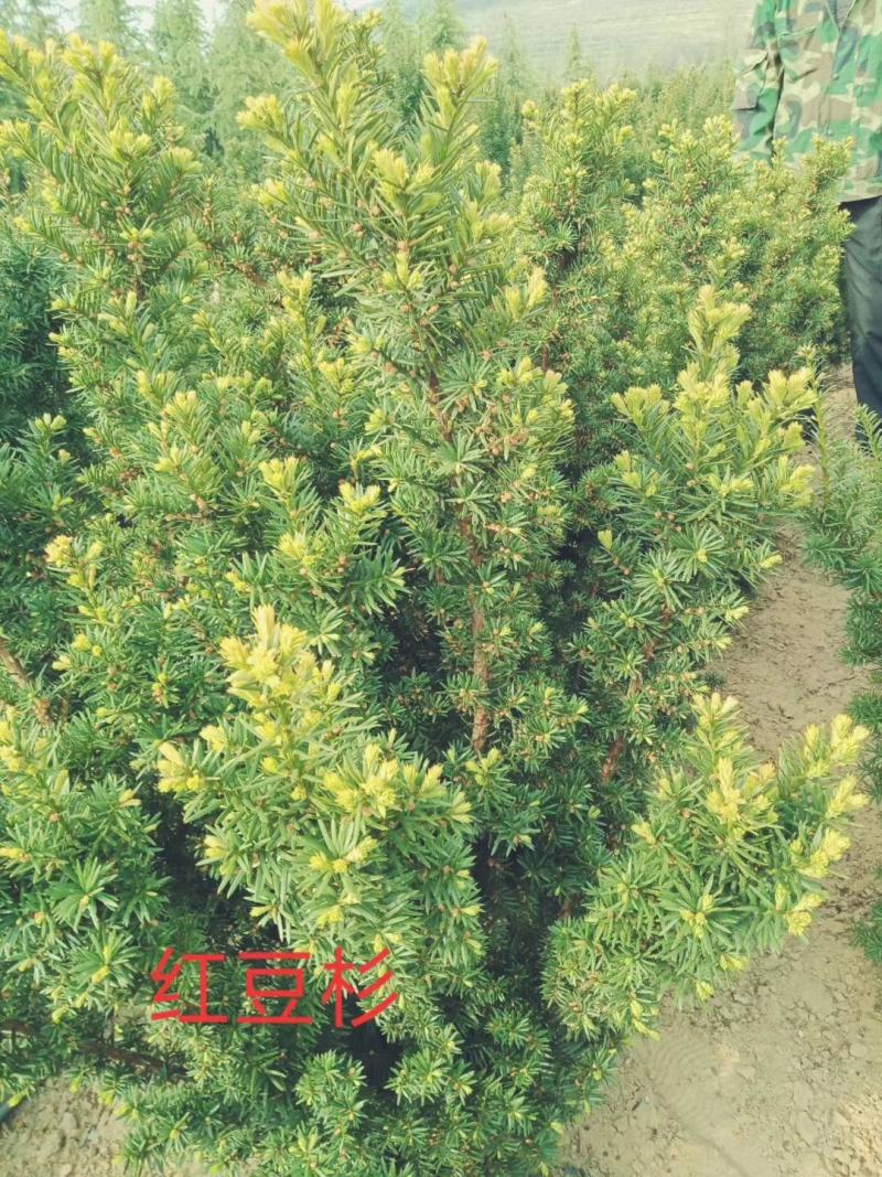曼地亚杉树苗各种规格均有基地直发保质保量现挖现发
