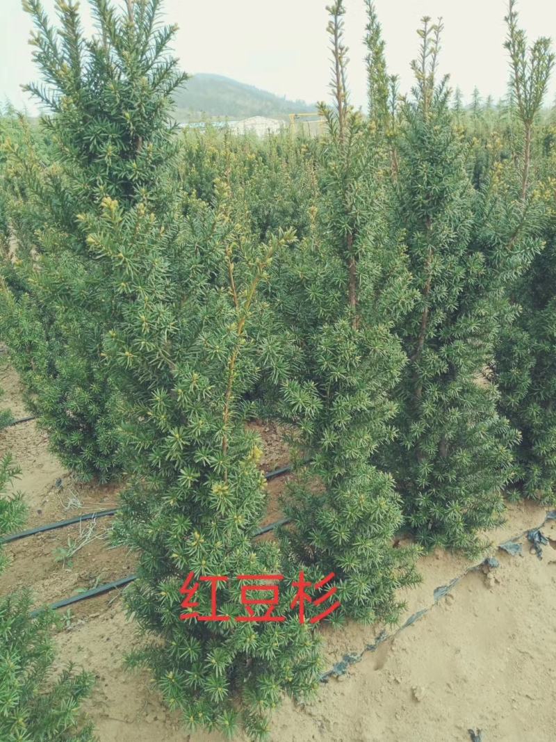 曼地亚杉树苗各种规格均有基地直发保质保量现挖现发