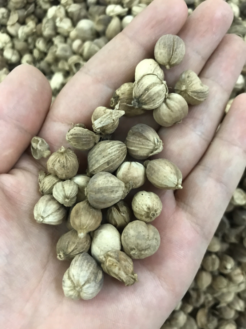 产地直销批发药材，香料批发，白叩，白寇，白蔻，白豆蔻