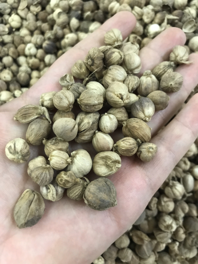 产地直销批发药材，香料批发，白叩，白寇，白蔻，白豆蔻