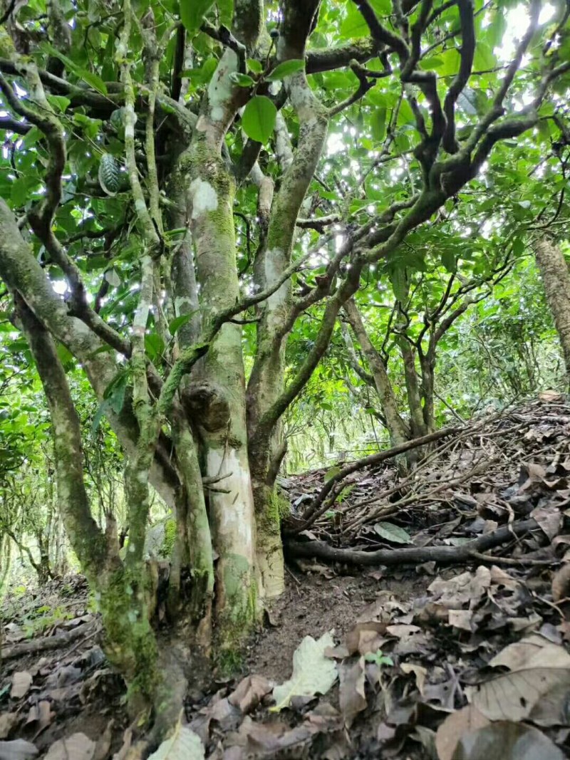 云南普洱茶，202年易武，七村八寨之易比贡茶村，古树春茶