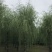 垂柳12公分垂柳价格便宜自产自销青皮垂柳