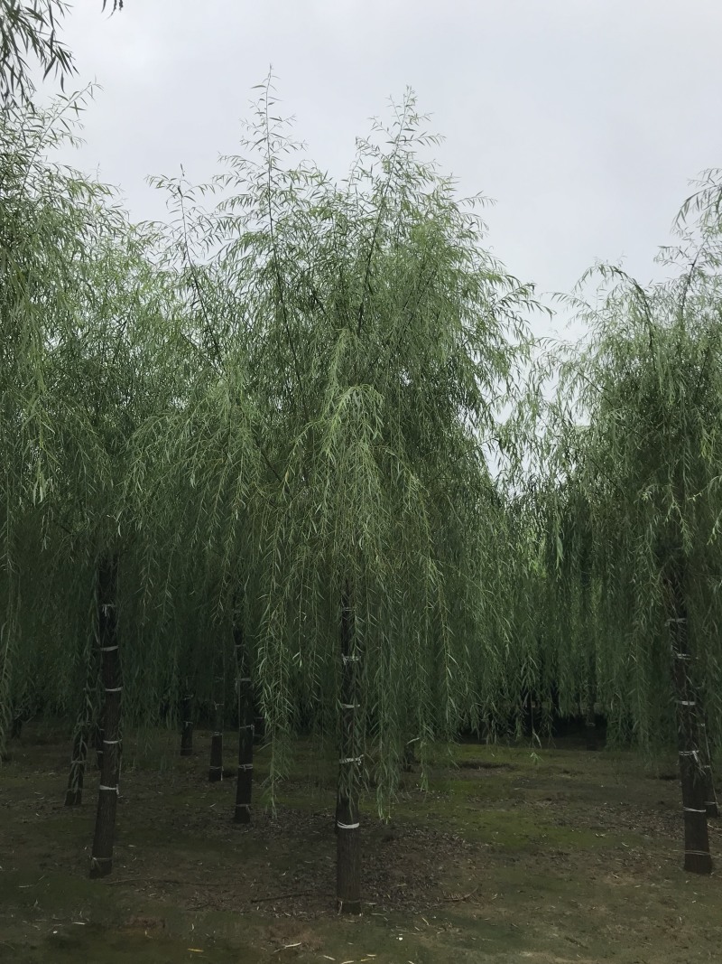 垂柳12公分垂柳价格便宜自产自销青皮垂柳