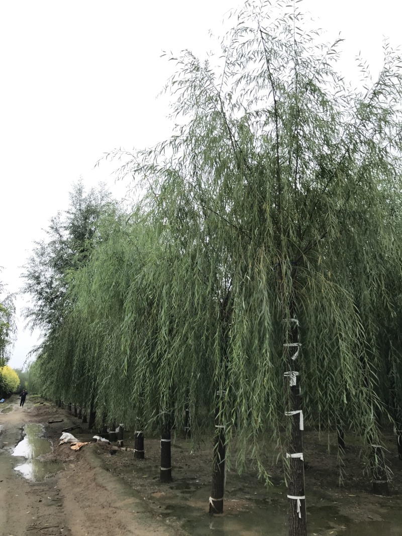 垂柳12公分垂柳价格便宜自产自销青皮垂柳