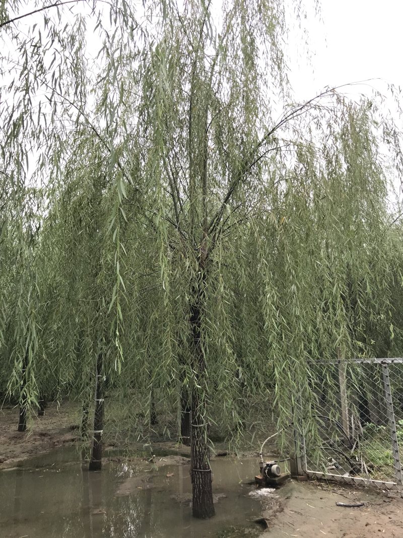 垂柳12公分垂柳价格便宜自产自销青皮垂柳