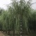 垂柳12公分垂柳价格便宜自产自销青皮垂柳