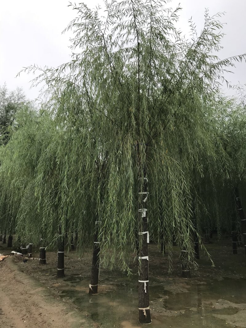 垂柳12公分垂柳价格便宜自产自销青皮垂柳