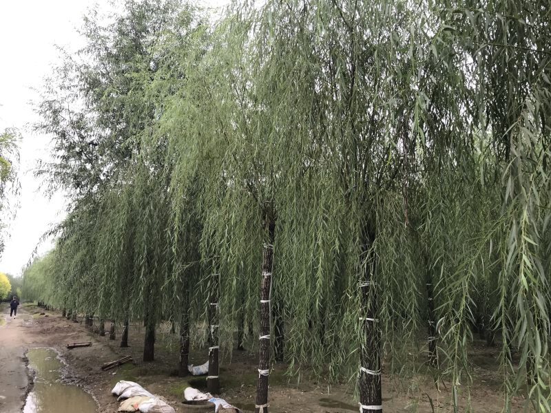 垂柳12公分垂柳价格便宜自产自销青皮垂柳