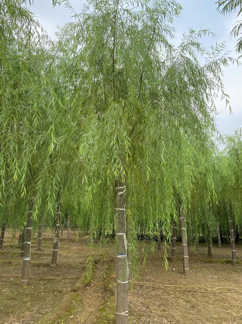 垂柳12公分垂柳价格便宜自产自销青皮垂柳
