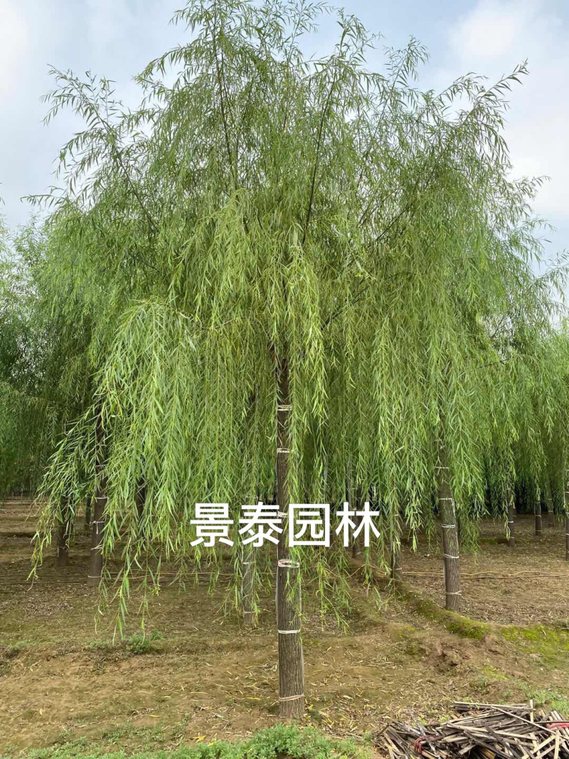垂柳12公分垂柳价格便宜自产自销青皮垂柳