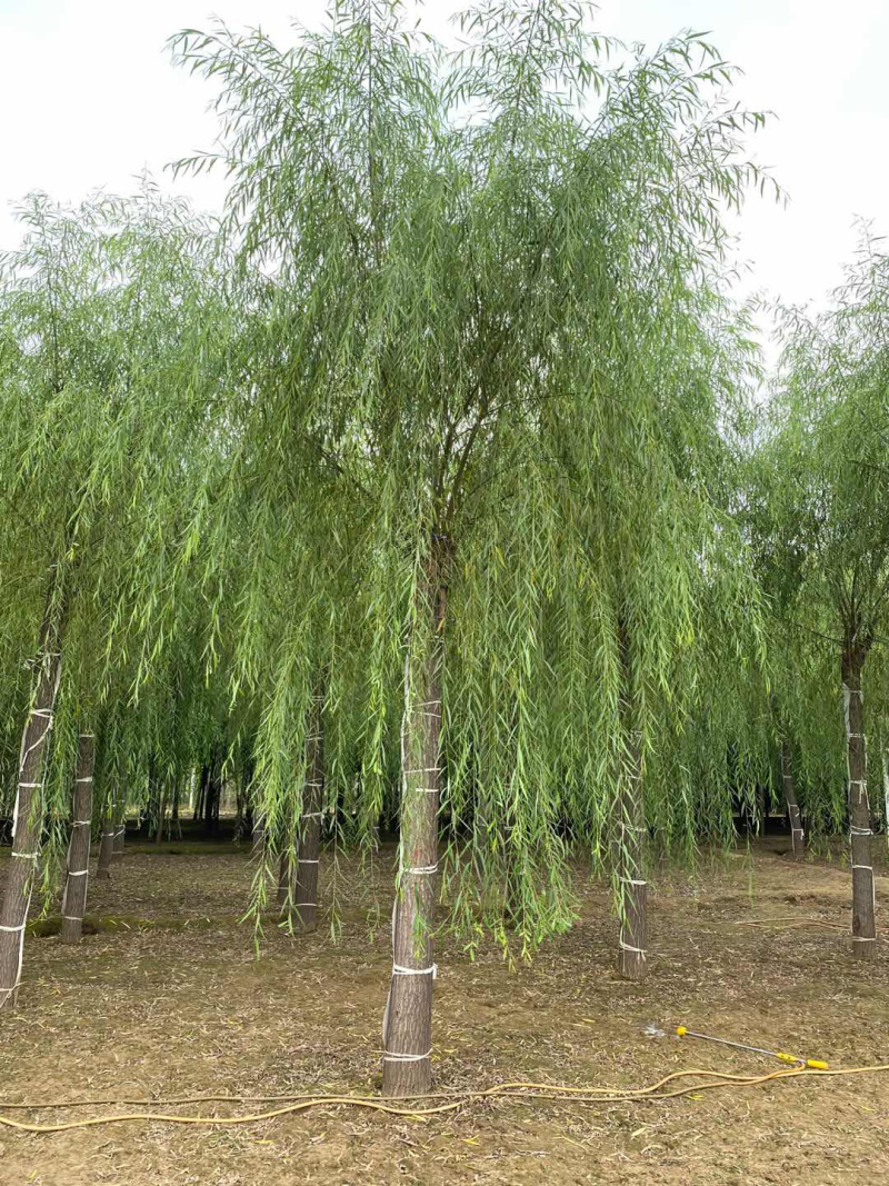 垂柳12公分垂柳价格便宜自产自销青皮垂柳