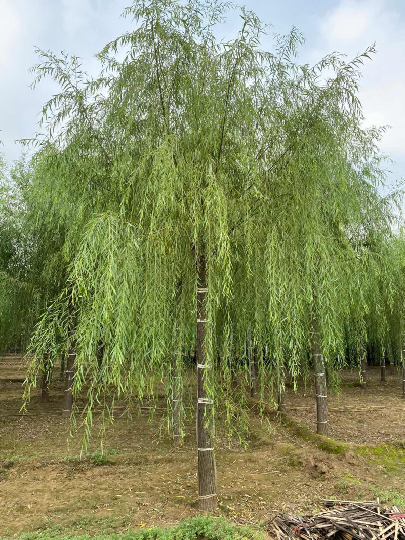 垂柳12公分垂柳价格便宜自产自销青皮垂柳