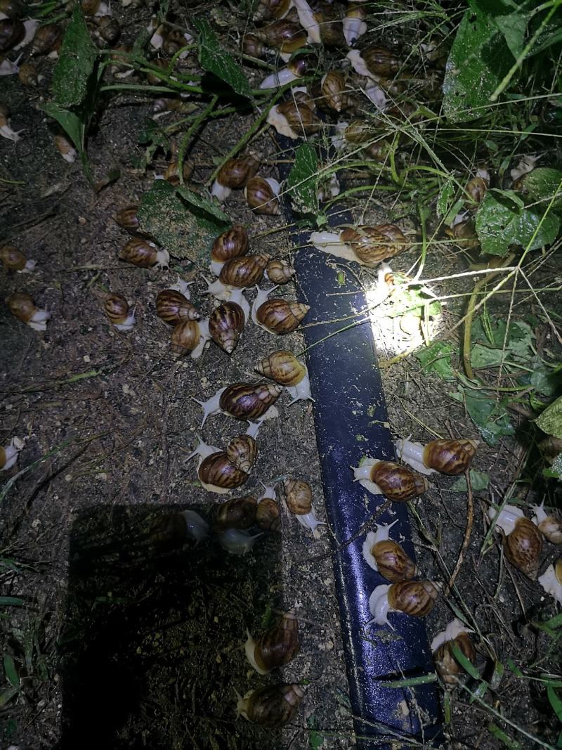 颖上县友连白玉蜗牛养殖基地