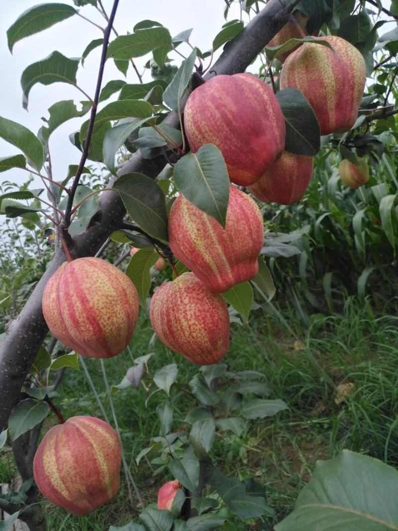 7月份成熟到5月份彩虹脆甜多汁化渣水份大，大荔冷库现货