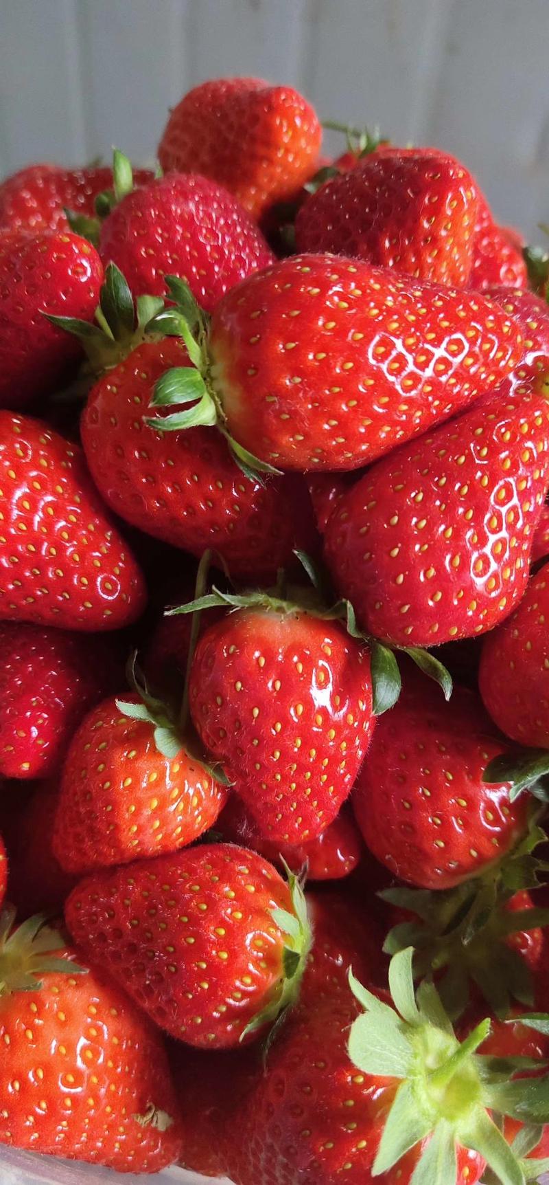 达赛草莓苗河北达赛草莓苗根系发达成活率高