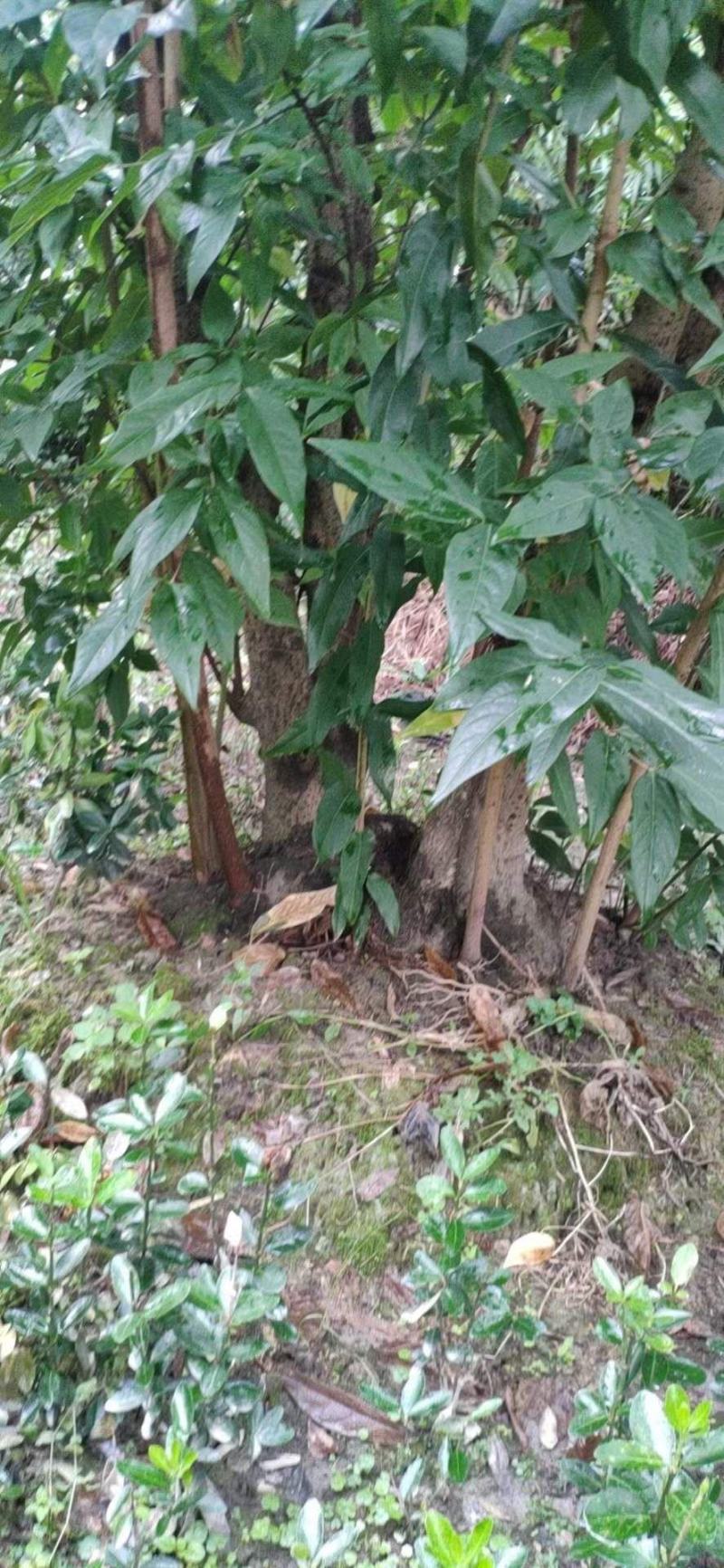 四川成都温江基地苗圃腊梅丛生，质量保证，价格优美