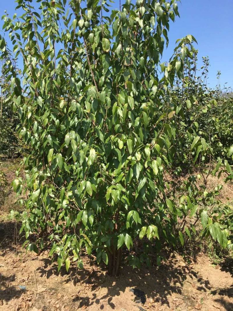 四川成都温江基地苗圃腊梅丛生，质量保证，价格优美